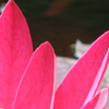 Pink Lotus